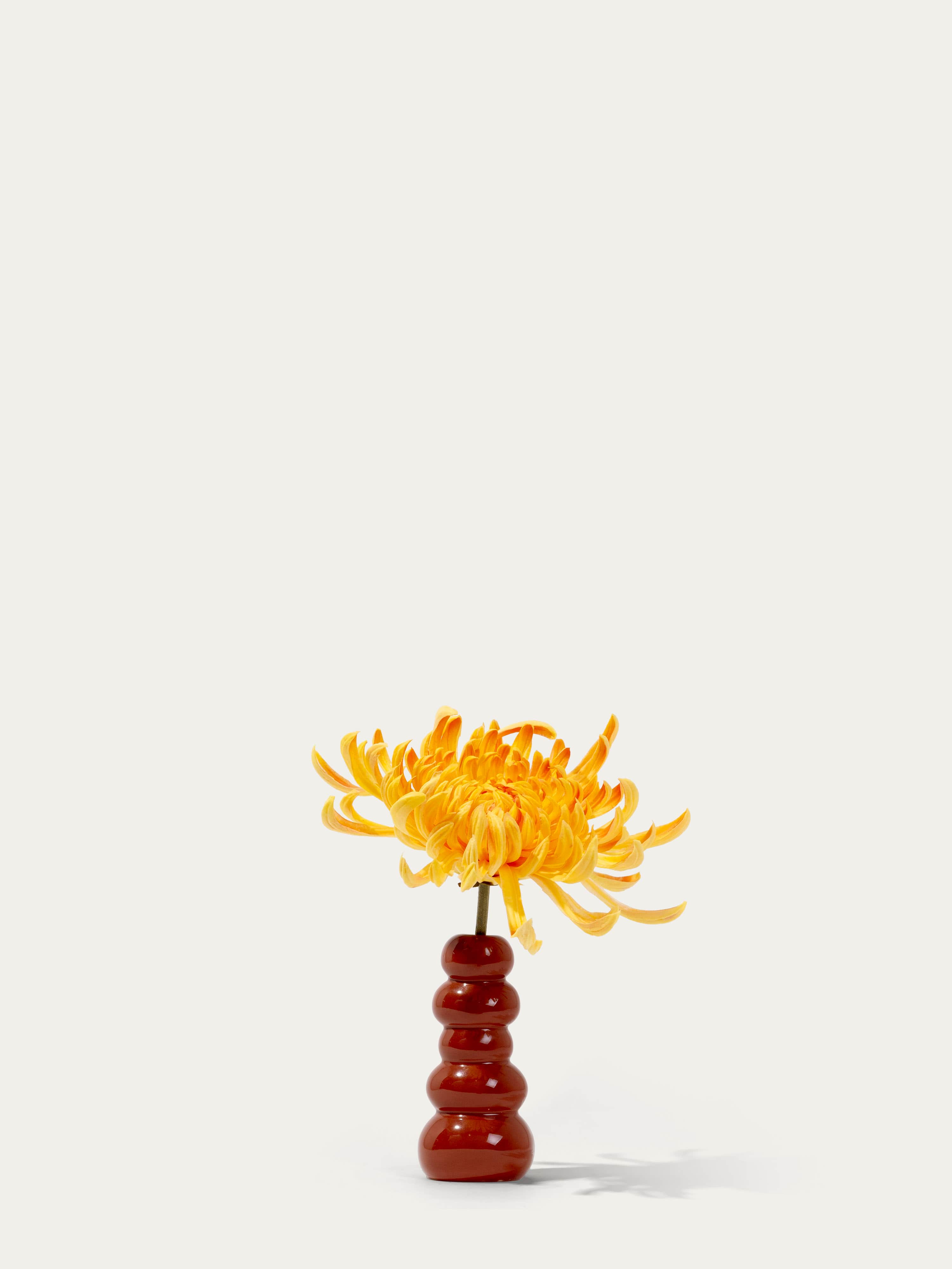 The Mini Chrysanthemum