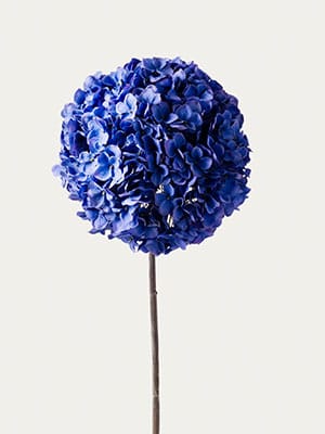 Blue hydrangea