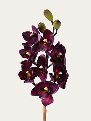 Burgundy Cymbidium Orchid