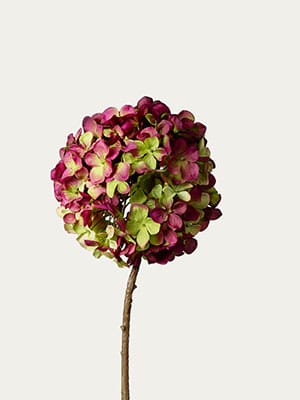 Hydrangea Branch