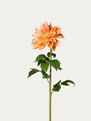 Champagne dahlia