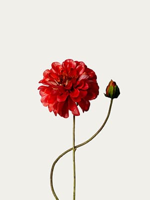 Zinnia