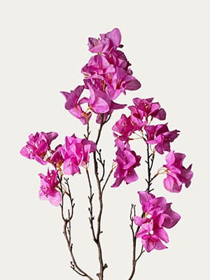 Fuchsia bougainvillea
