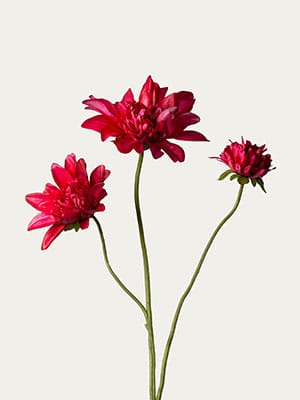 Fuchsia dahlia