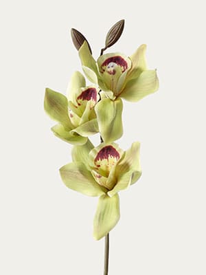 Green Cymbidium