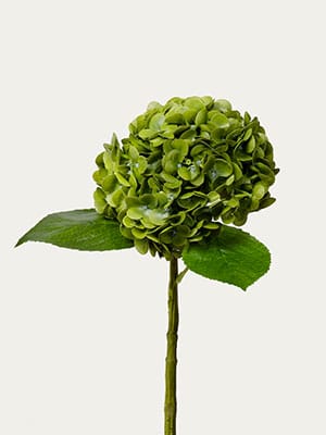 Hydrangea Garden