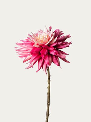 Hot pink dahlia