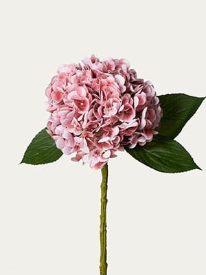 Hydrangea Short Stem