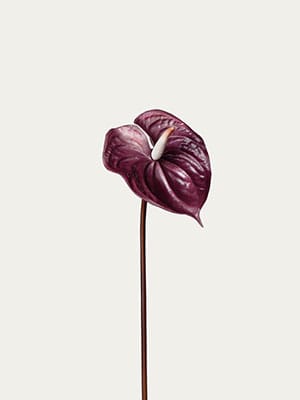 Anthurium