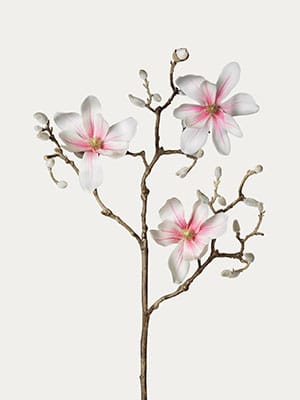 Mauve magnolia