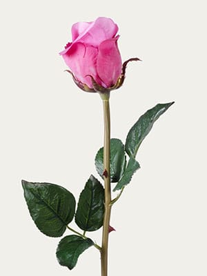 Fuchsia Rose