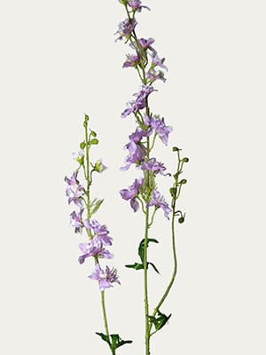 Pink delphinium