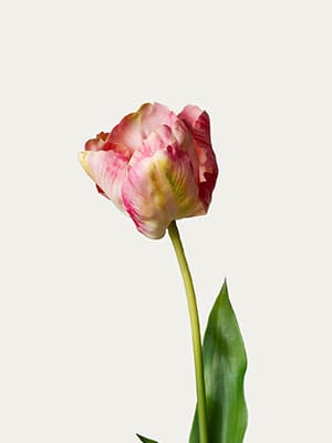 Pink tulip