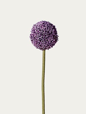 Allium