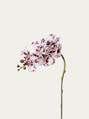 White phalaenopsis orchid