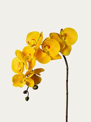 Phalaenopsis orchid