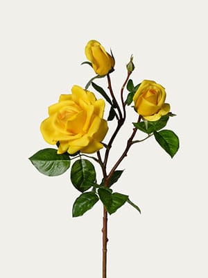 Yellow spray rose